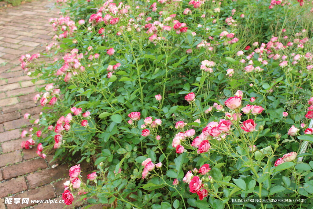 月季花 
