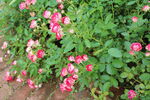 月季花  
