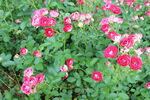 月季花 