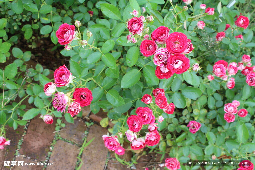 月季花  