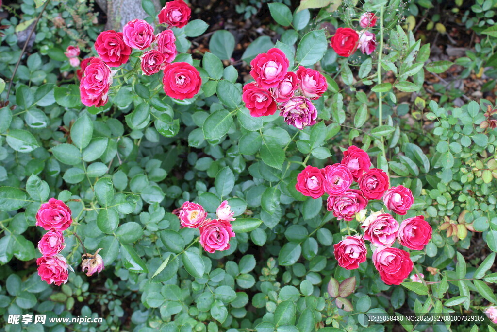 月季花 