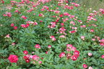 月季花  