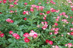 月季花 