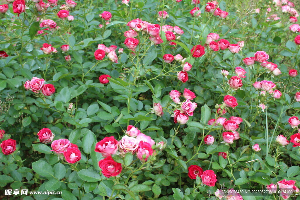 月季花 