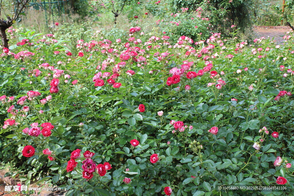 月季花 