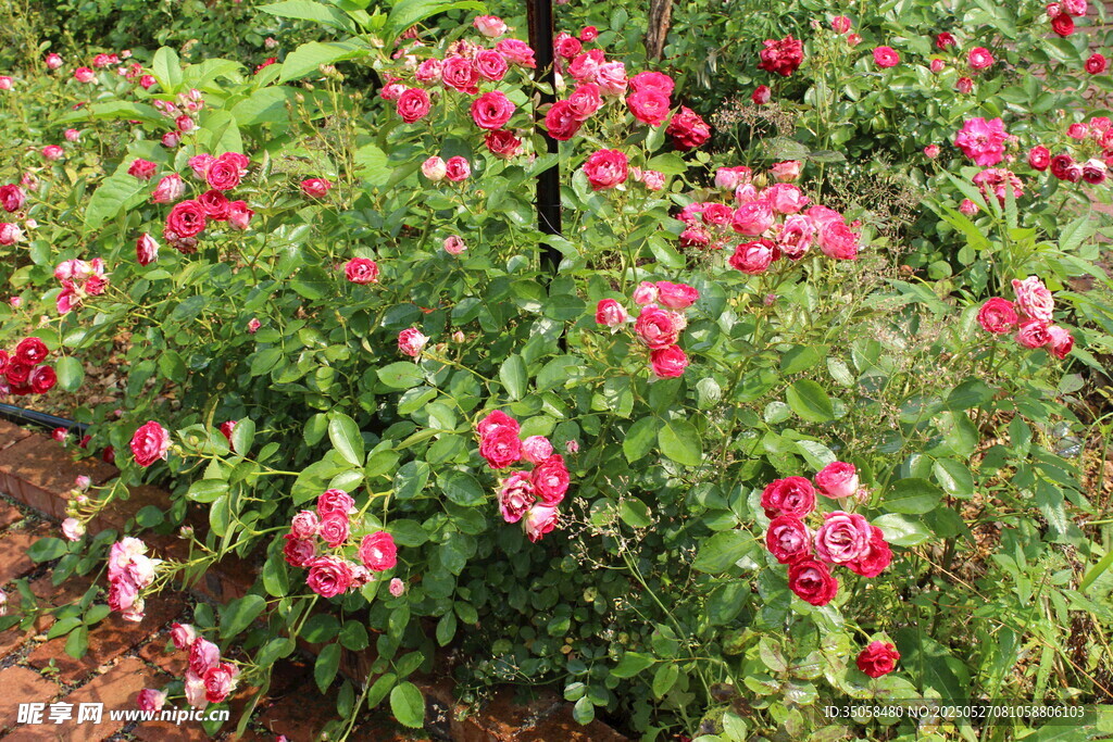 月季花  