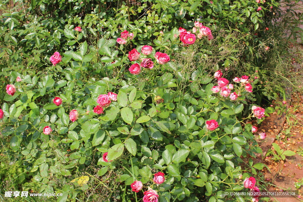 月季花 