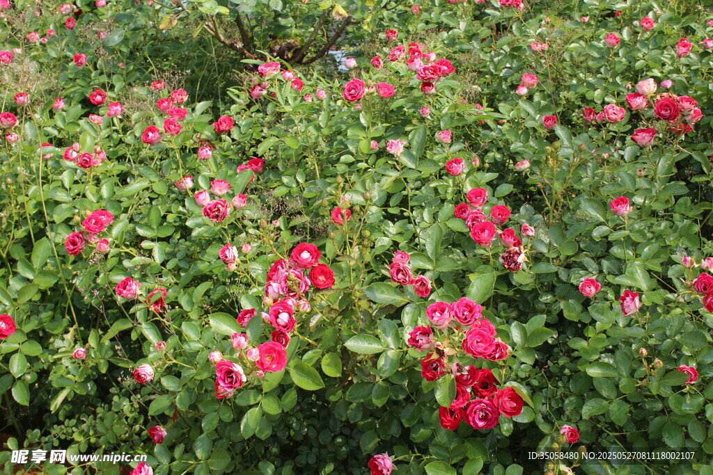 月季花  