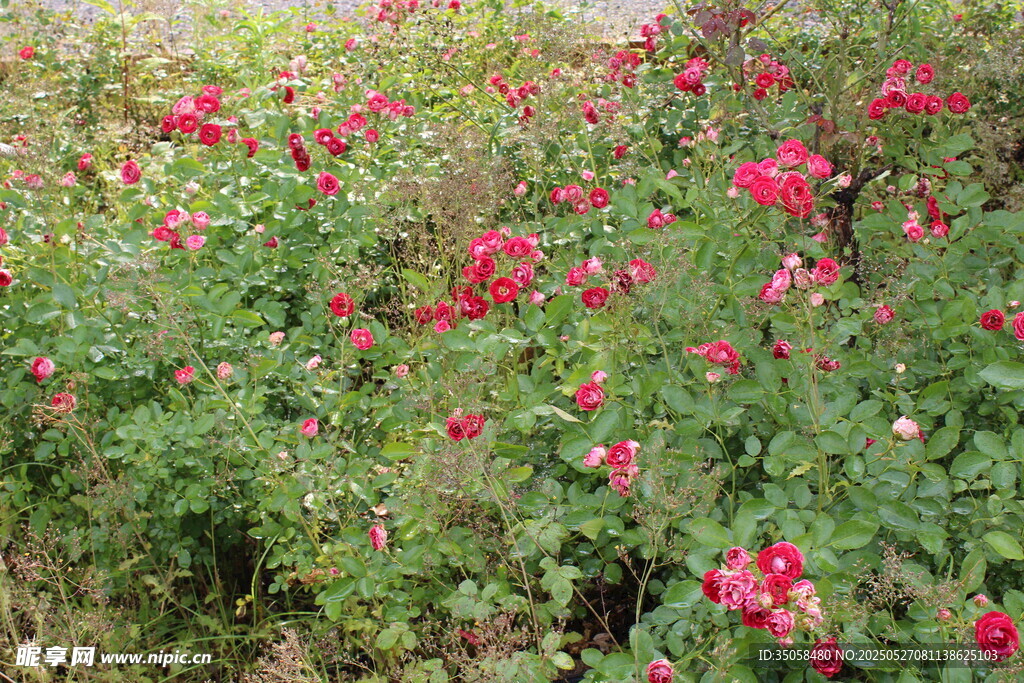 月季花 
