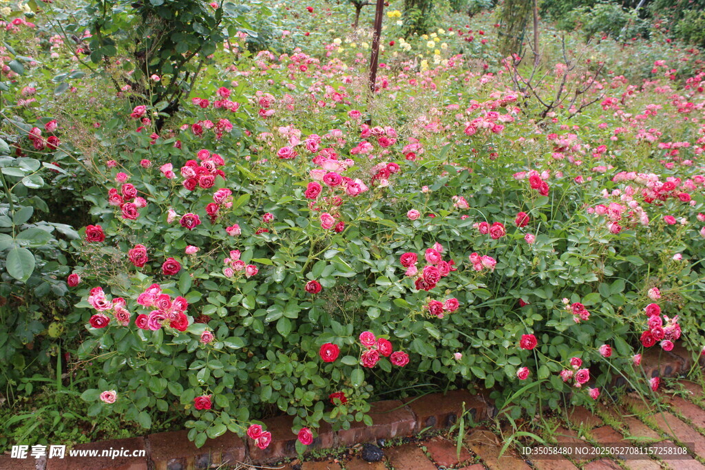月季花  