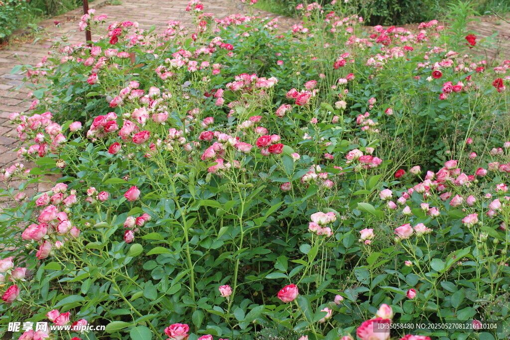 月季花  