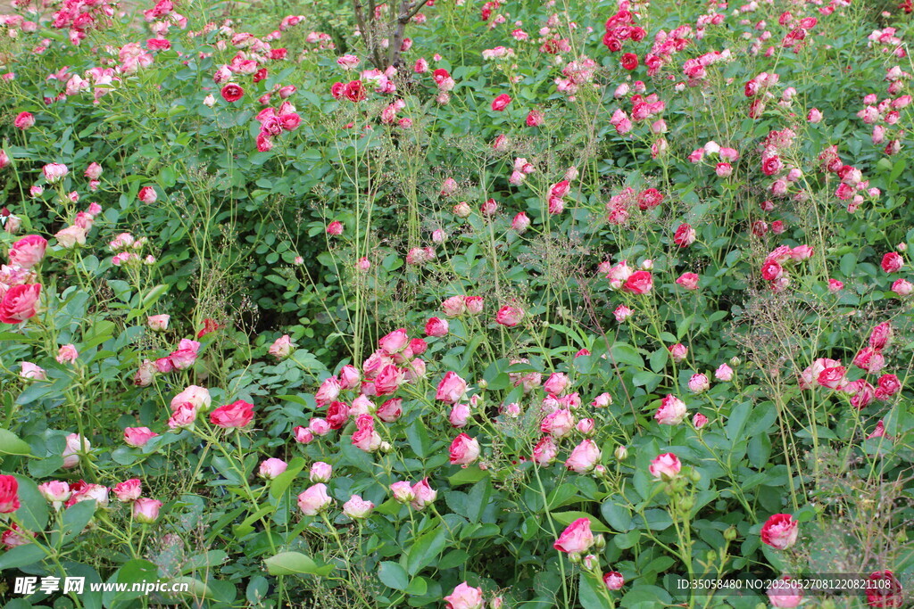 月季花 