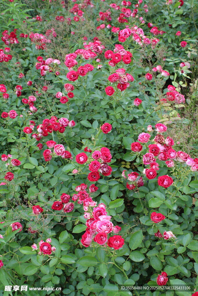 月季花  