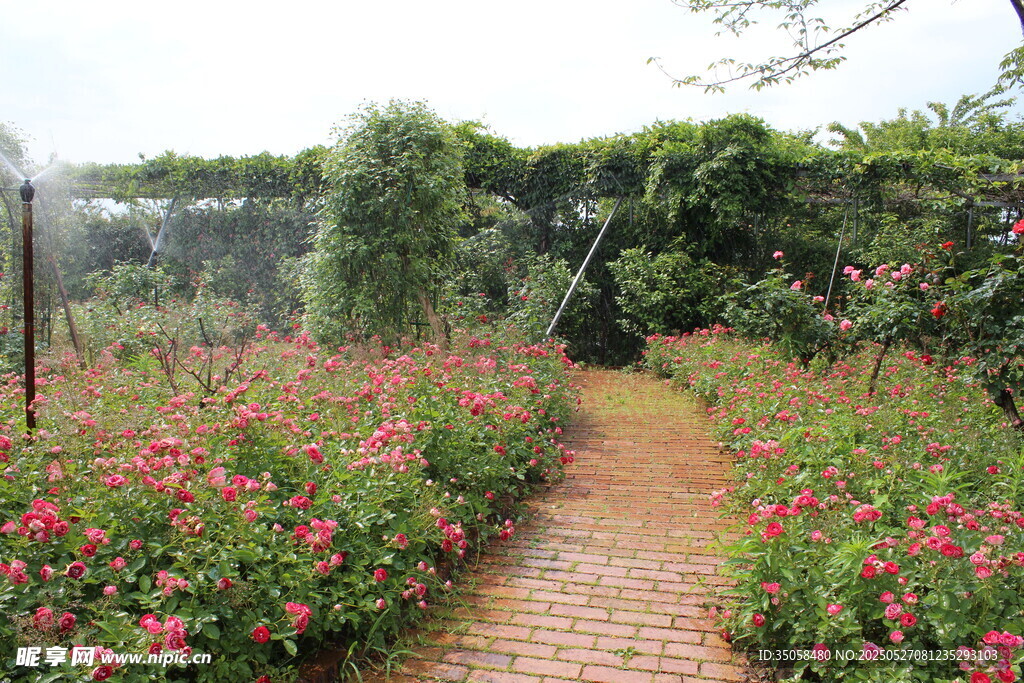 月季花  