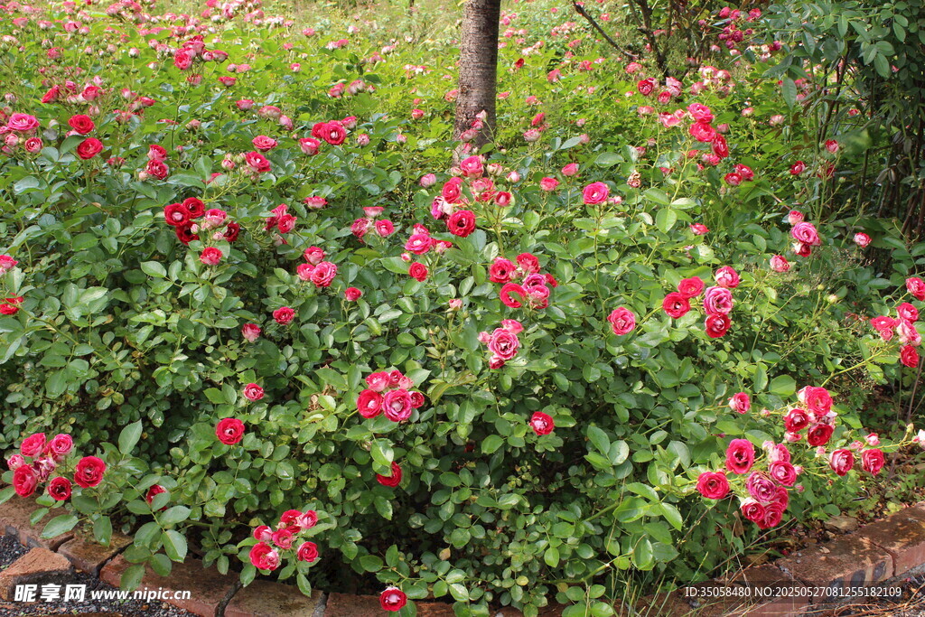 月季花 