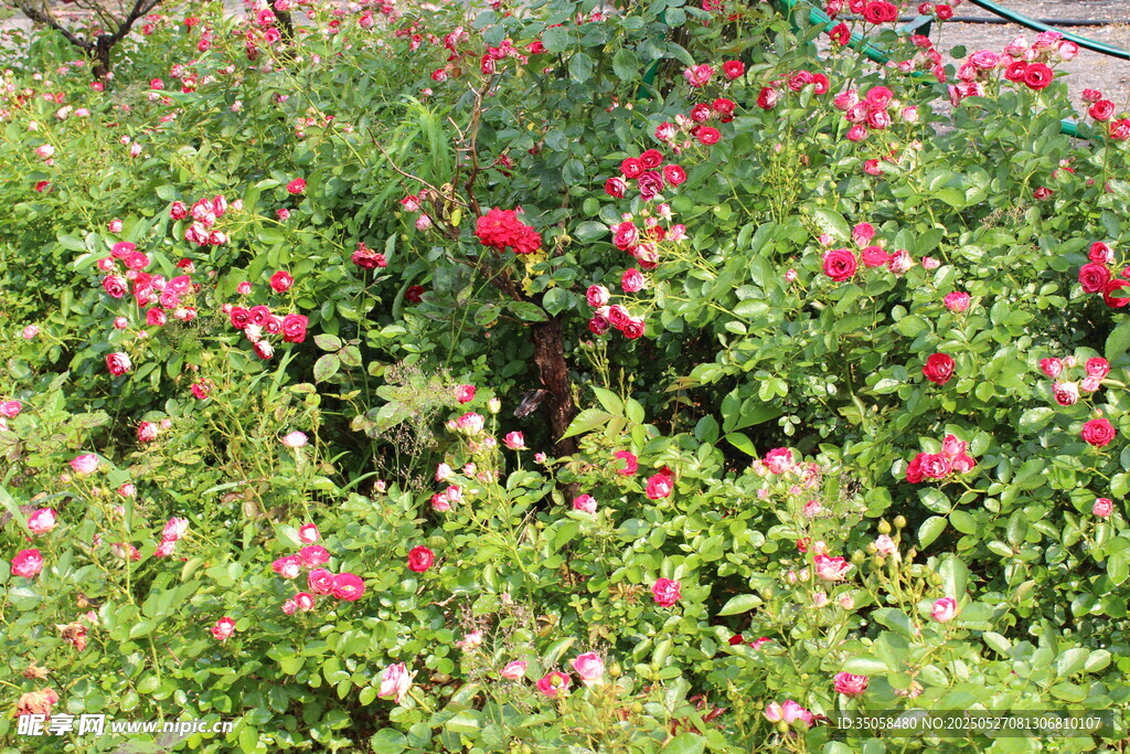 月季花 