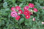 月季花 