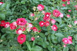 月季花 