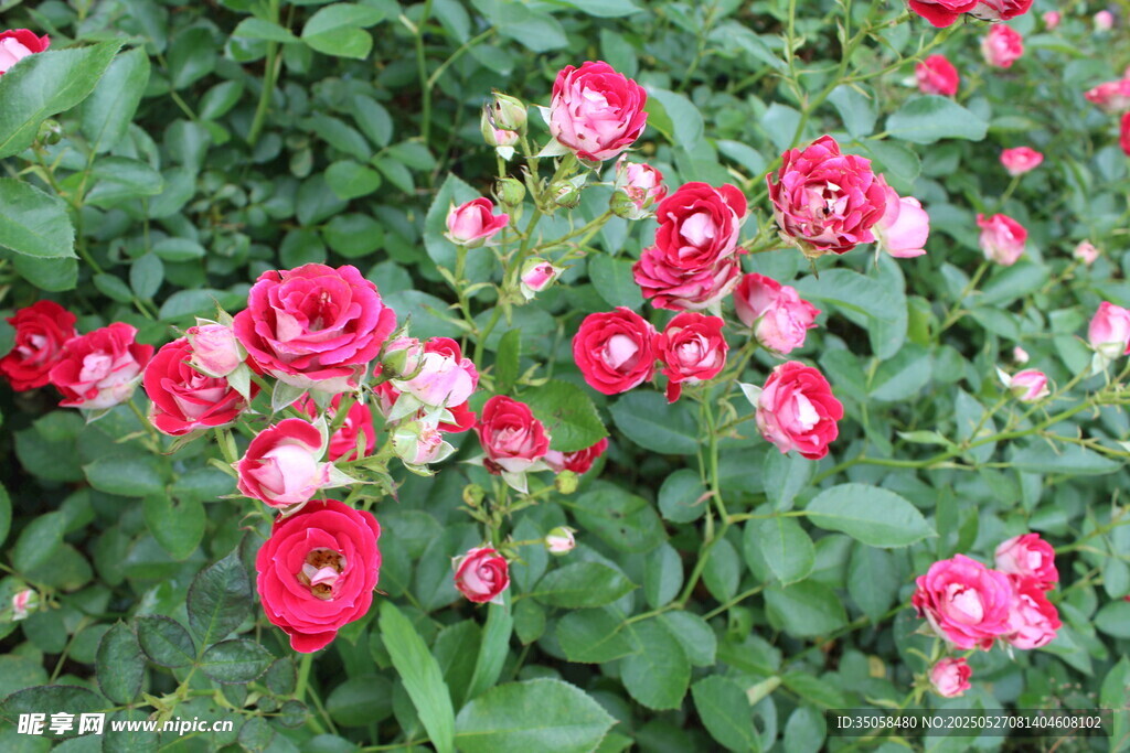 月季花 