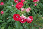 月季花 