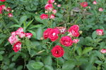 月季花 