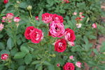 月季花 