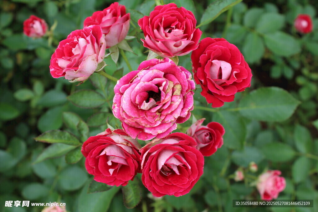 月季花 