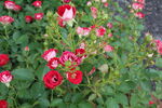 月季花  