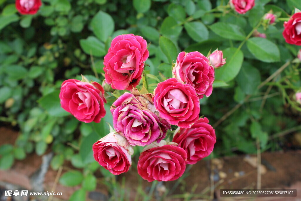 月季花 