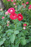 月季花 