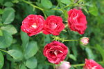 月季花 