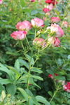月季花  