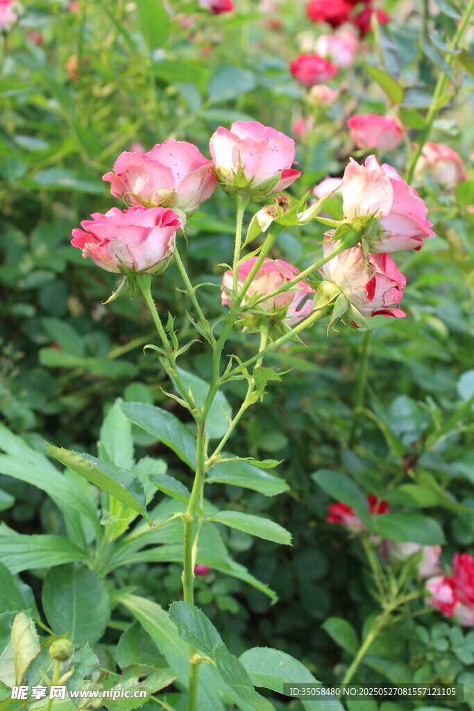 月季花  