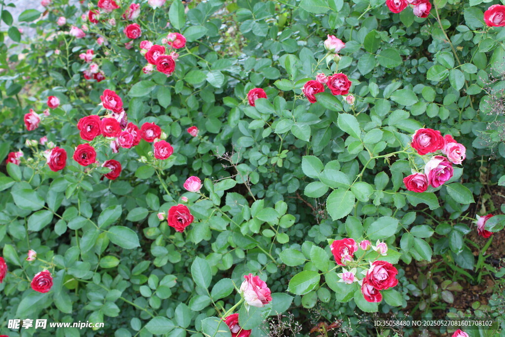 月季花 