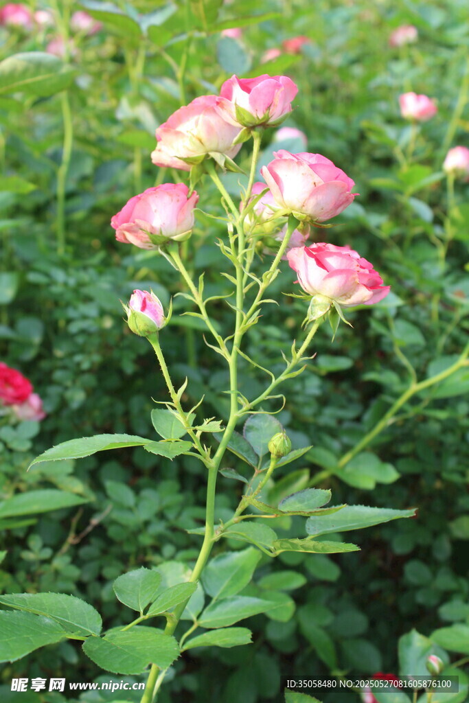 月季花  