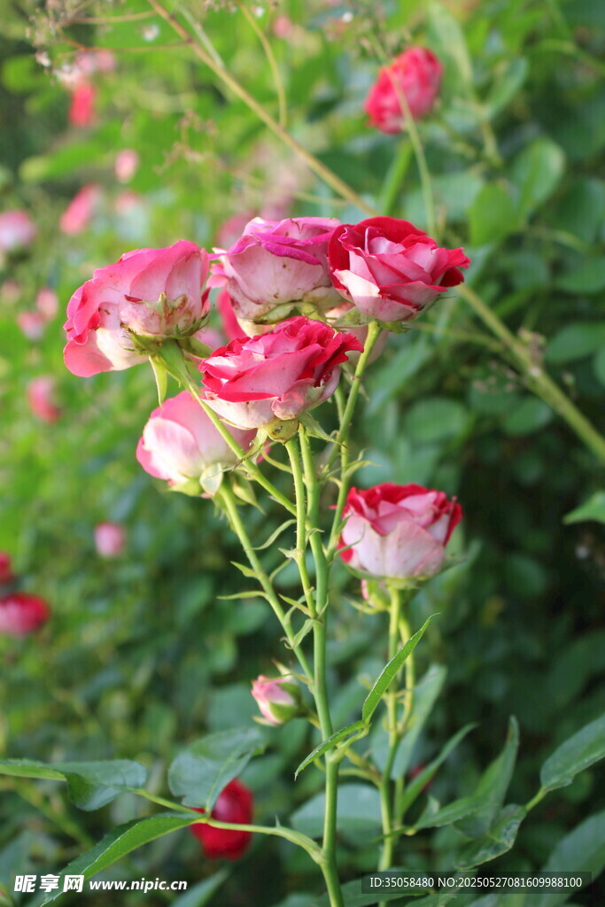 月季花  