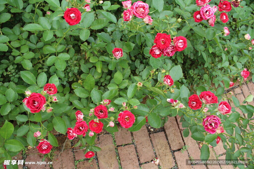 月季花  