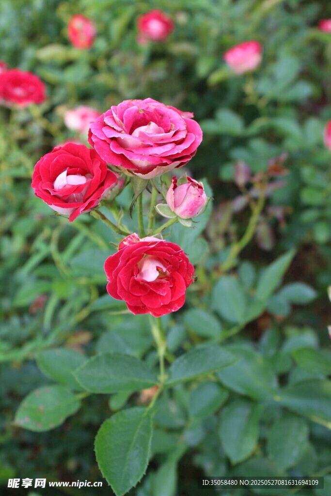 月季花 