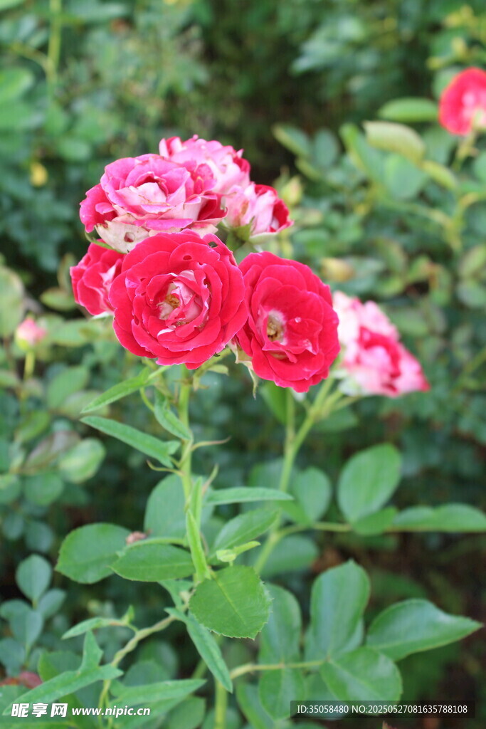 月季花  