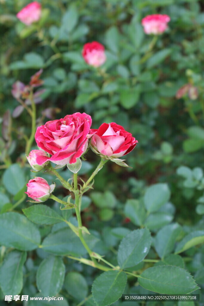 月季花  