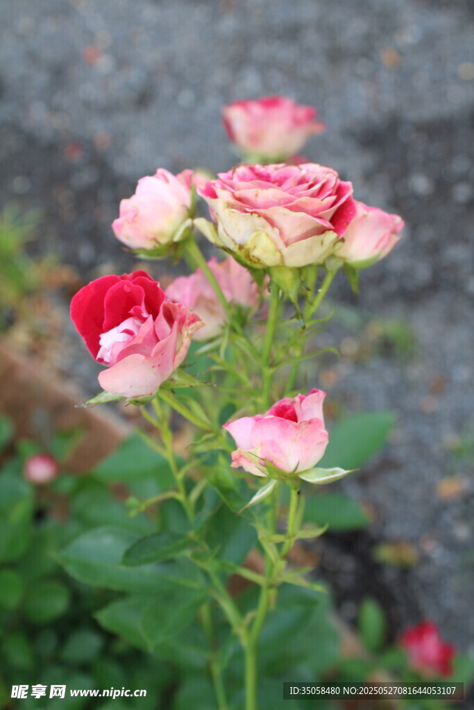 月季花  