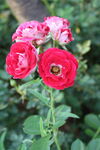 月季花 