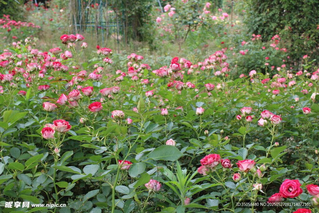 月季花  