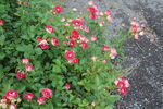 月季花 