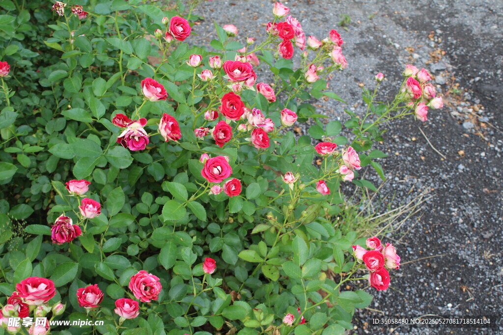 月季花 