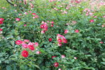 月季花 