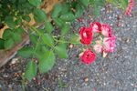 月季花 