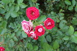月季花  