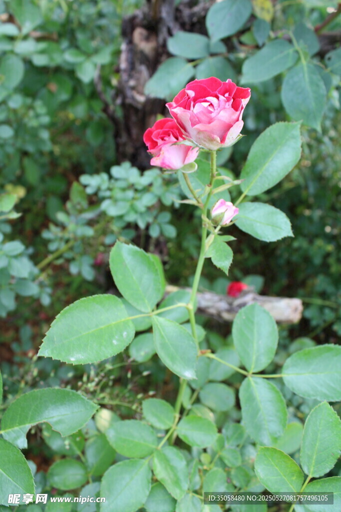 月季花 