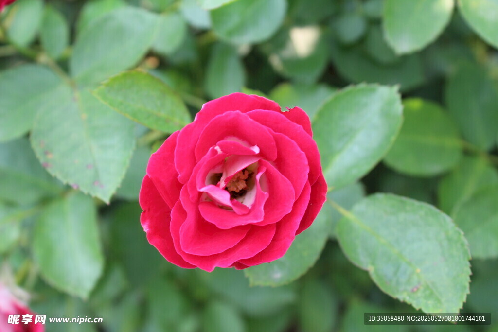月季花  